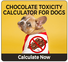 Chocolate toxicity calculator for dogs
