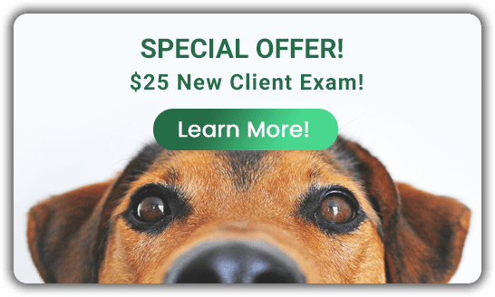 Special Offer! $25 New Client Exam! Learn More!