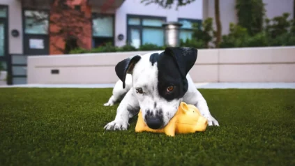 dog with black and white fur chewing on dog toy while lying on the grass