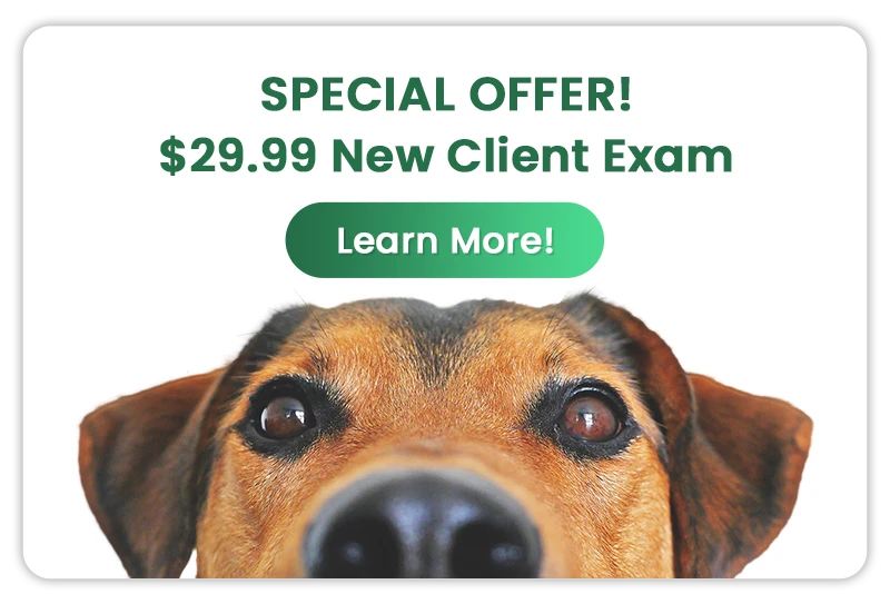 Special Offer! $29.99 New Client Exam! Learn More!