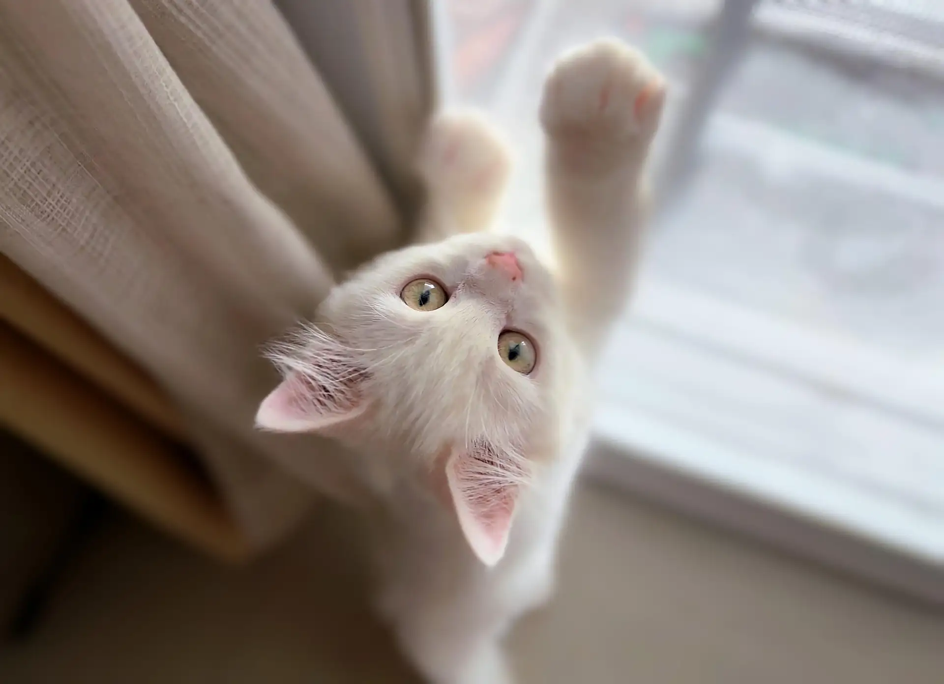 Kitty trying to climb window